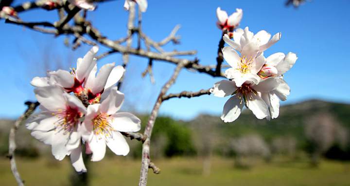 Frühling auf Mallorca