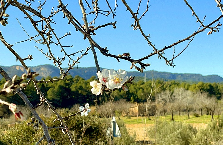 Sonneninsel Mallorca