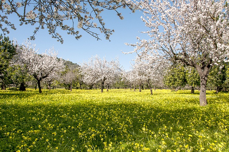 Immobilieneigentum auf Mallorca bleibt die beste Geldanlage