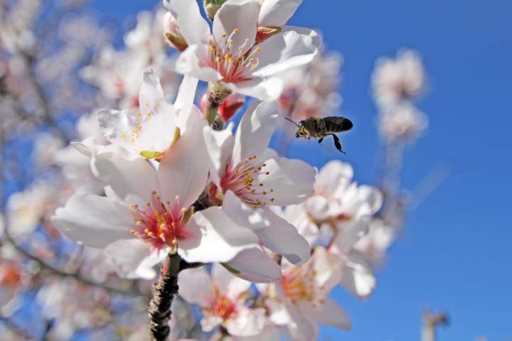 Mallorca : Mandelblüte Januar 2016