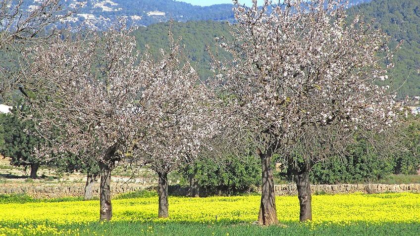 almendros en Mallorca