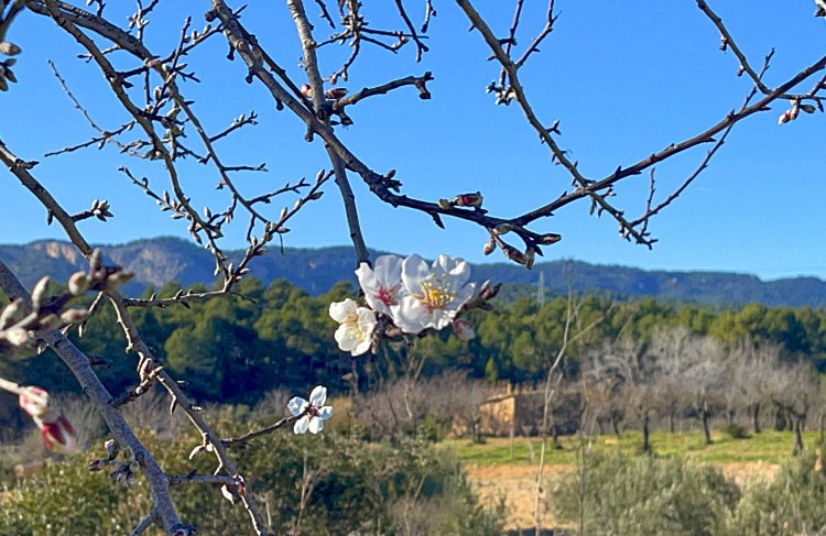 Las previsiones para Mallorca en el nuevo año son excelentes