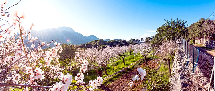 ¡Disfrute Mallorca en la soleada primavera!