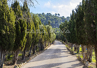 Ref. 2503345 | Tasteful drive with cypresses