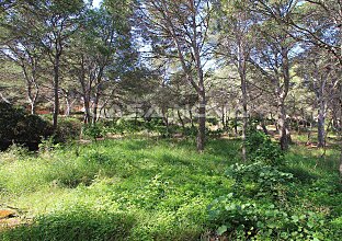 Ref. 4002269 | Big commercial plot for a construction for public use